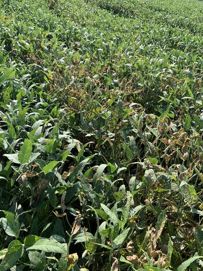 Broad photo of a soybean plant that shows discolored leaves and wilt
