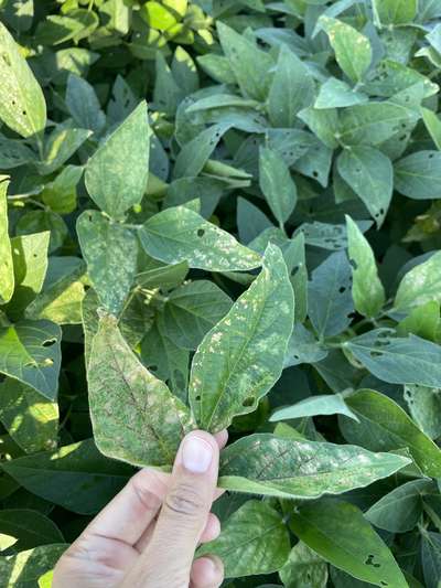 Diseased soybean leaf