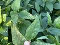 Diseased soybean leaf
