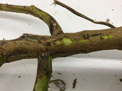 Soybean stem