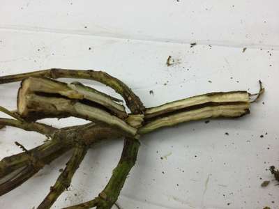 Soybean stem