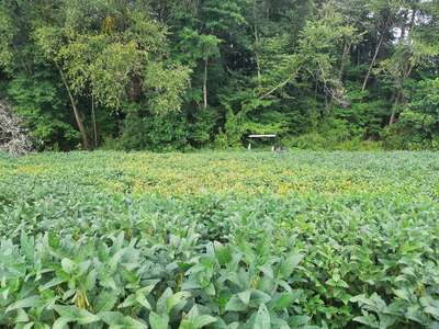 Soybean field