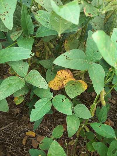 Soybean leaves