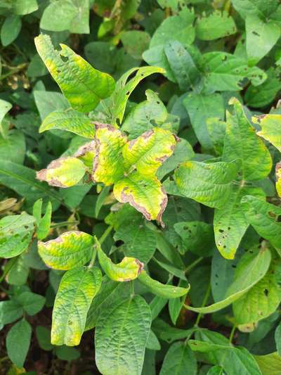 Soybean leaves