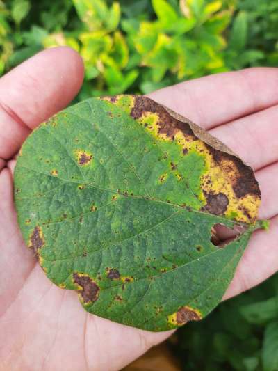 Soybean leaf