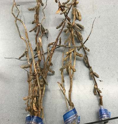 Soybean plants