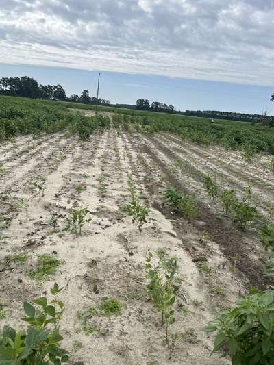 Soybean field