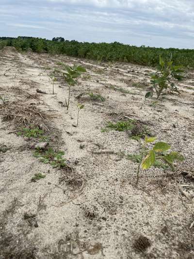 Soybean field