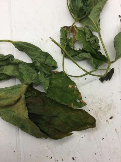 Soybean leaves