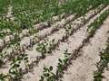 Soybean field