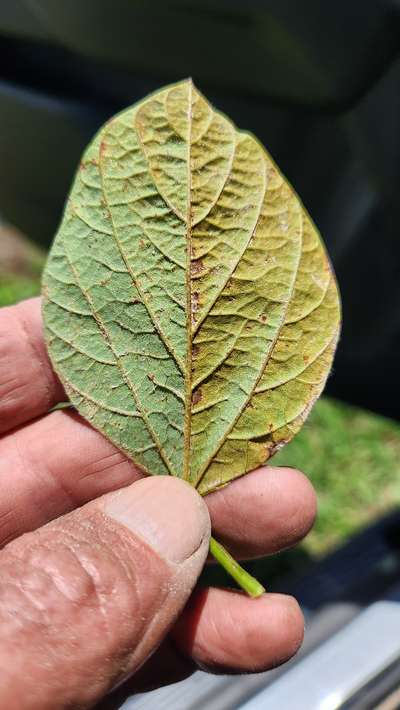 Soybean leaf
