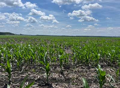 Corn field affected by delayed and poor emergence