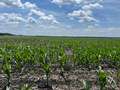 Corn field affected by delayed and poor emergence