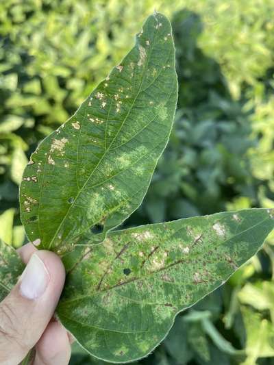 Diseased soybean leaf