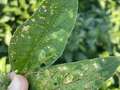 Diseased soybean leaf