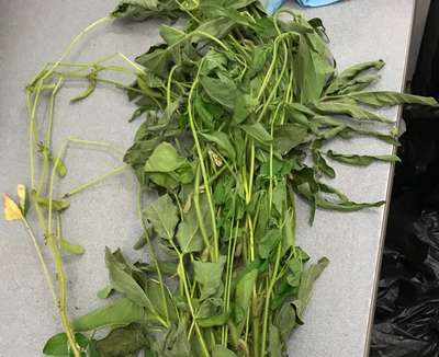 Soybean plant