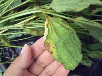Soybean leaf with a brown lesion with a yellow edge