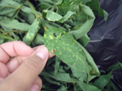 Soybean leaf with a dark lesion