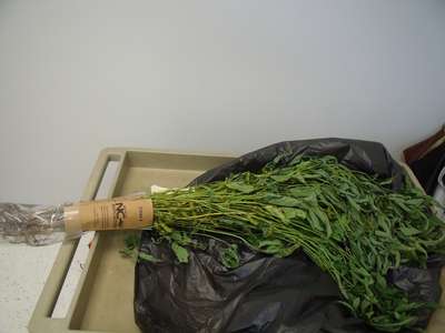 Soybean sample as it was received by clinic