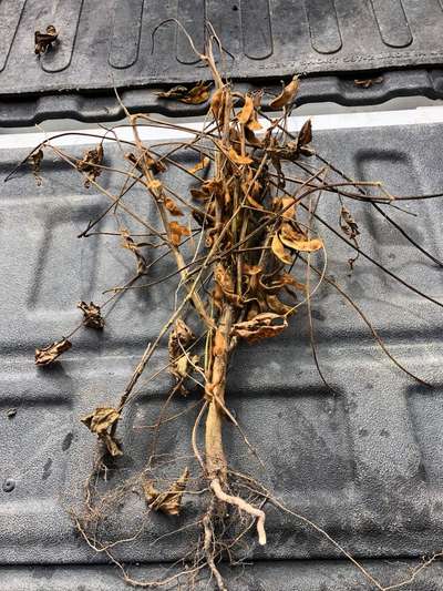 Soybean plant