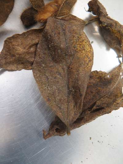 Soybean leaves