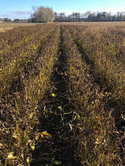 Soybean field