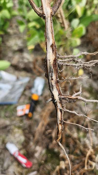 Soybean stem