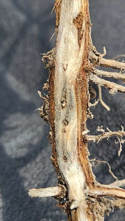 Soybean stem