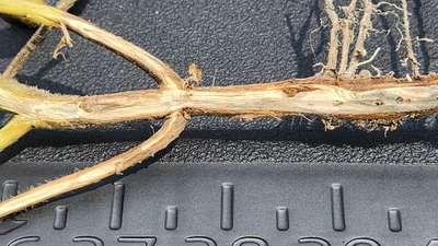 Soybean stem