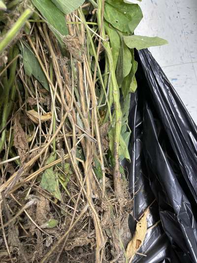 Zoom onto the stems of the soybean sample