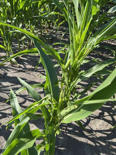 Corn plant showing insect feeding damage