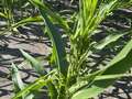 Corn plant showing insect feeding damage