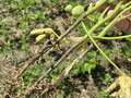 Soybean stems with dark brown/gray lesion on the stem