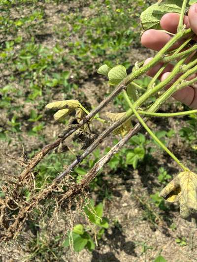 Soybean stems with dark brown/gray lesion on the stem