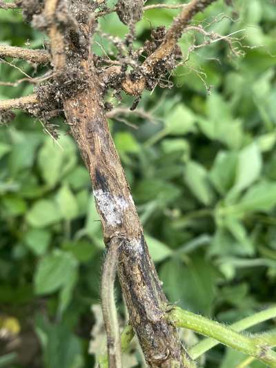 Soybean stem