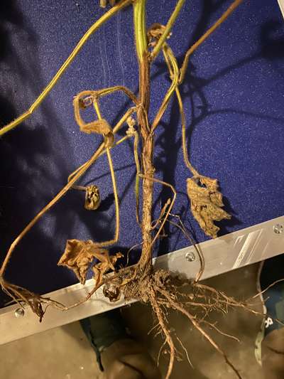 Soybean plant