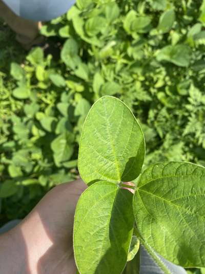 Soybean leaves