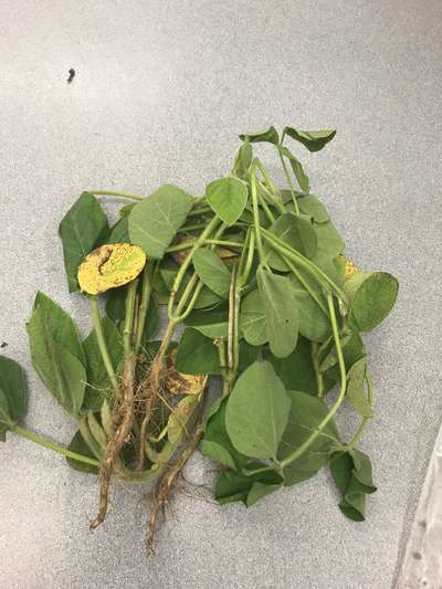 Soybean plant