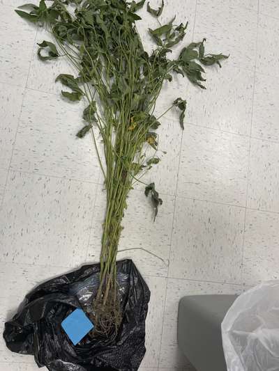 Soybean sample as it was received by clinic