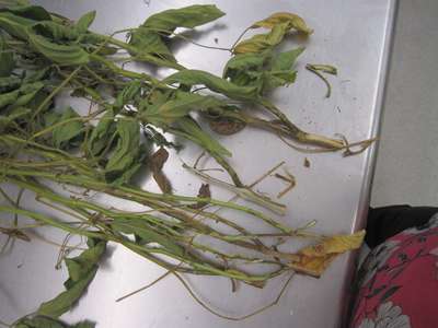 Soybean leaves