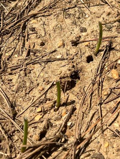 Soybeans eaten by deer