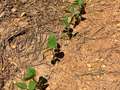 Soybeans eaten by deer