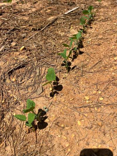 Soybeans eaten by deer