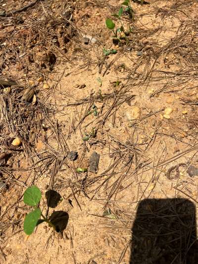 Soybeans eaten by deer