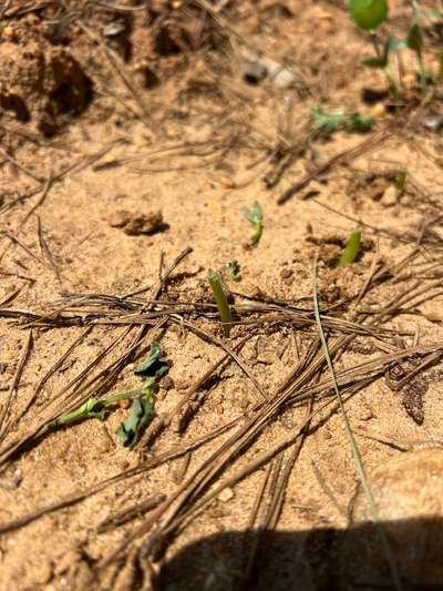 Soybeans eaten by deer