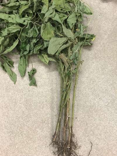 Soybean plant
