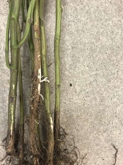 Soybean stems