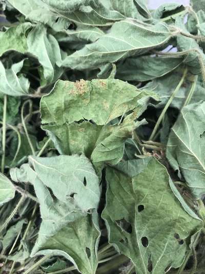 Soybean leaves