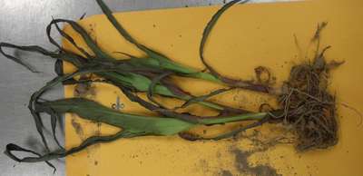 Corn showing signs of phosphorus deficiency