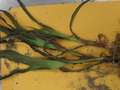 Corn showing signs of phosphorus deficiency